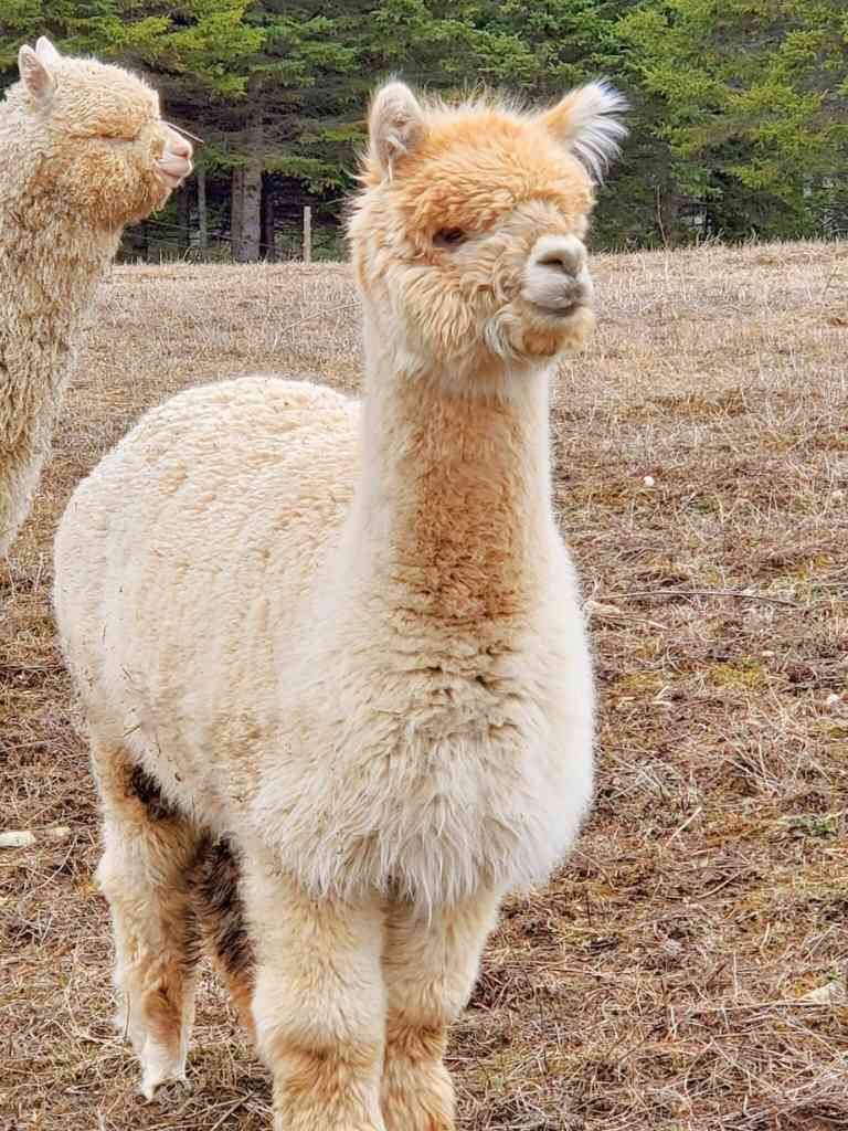 LAINE D’ALPAGA LOPI GRIS - Ferme MarieBob