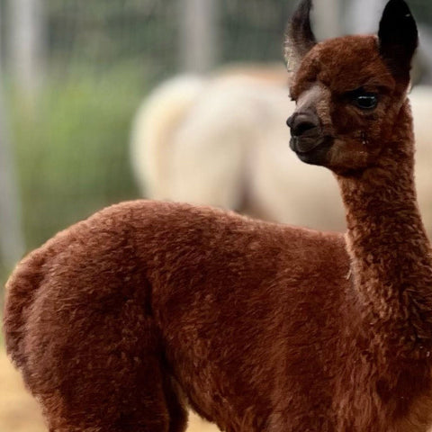 BAS THERMAL - Ferme MarieBob