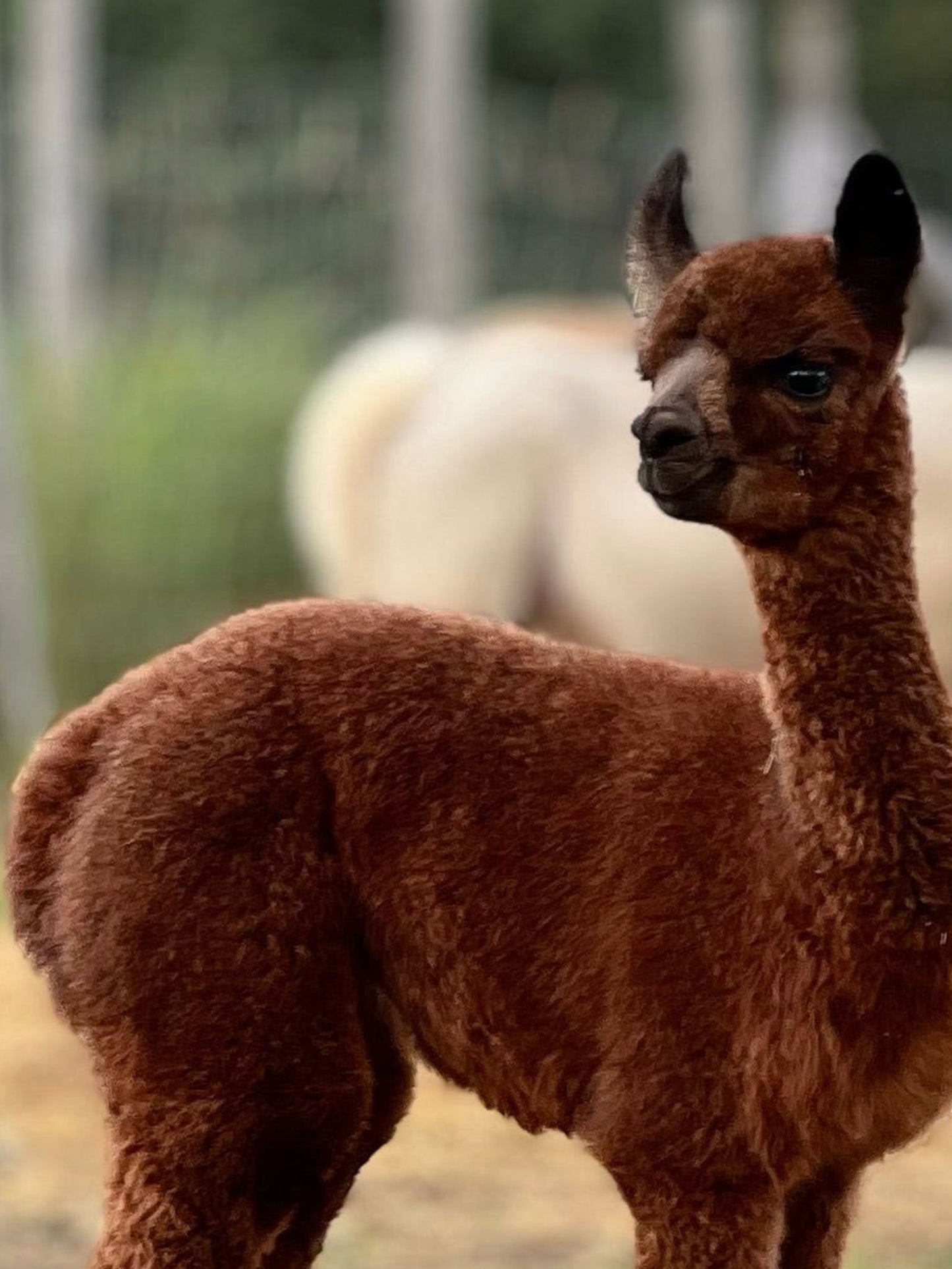 BAS THERMAL - Ferme MarieBob