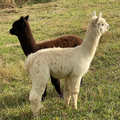 BAS TRADITIONNEL - Ferme MarieBob