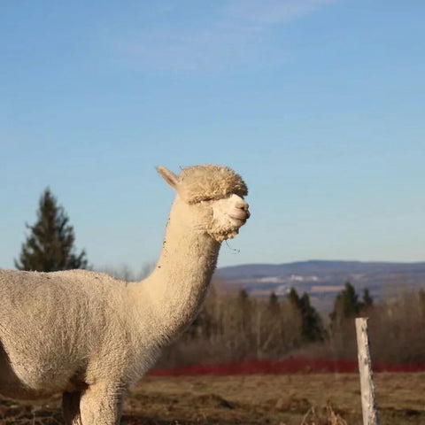 Tous nos produits - Ferme MarieBob