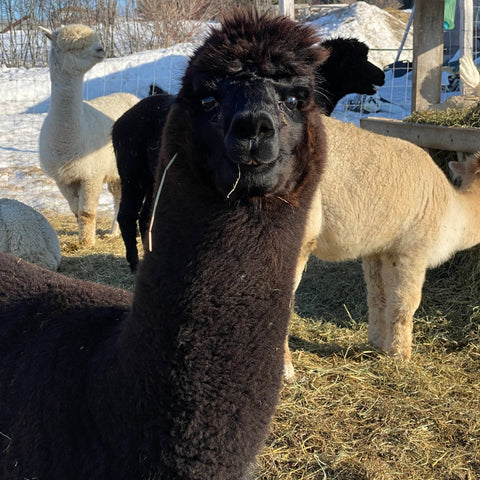 MITAINES ET GANTS EN ALPAGA - Ferme MarieBob