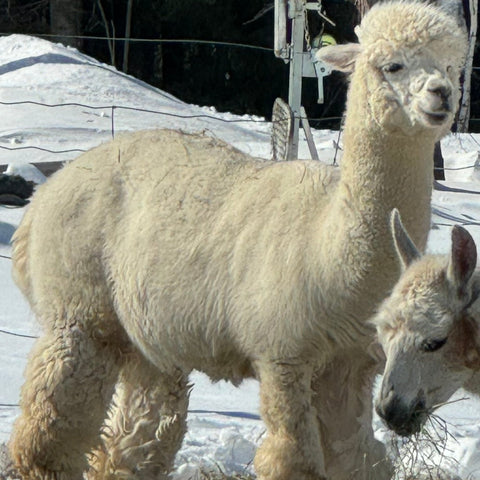 TUQUE, BANDEAU, CACHE-COU - Ferme MarieBob