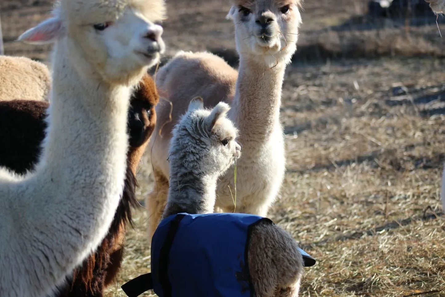 Notre petit Stewart , cria né ici à la ferme en 2023